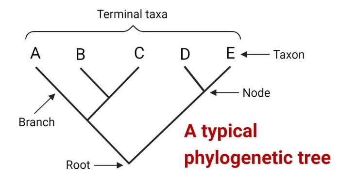 Which of the following statements about phylogenetic trees is true