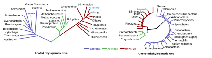 Which of the following statements about phylogenetic trees is true